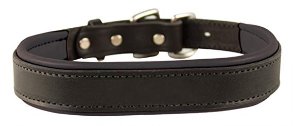 Perri's Padded Leather Dog Collars in Metallic and Bold Non-Metallic Colors