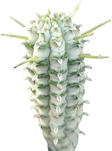 Variegated Corn Cob Cactus (2 inch) - Cactus Gift Ideas - Rare Live Healthy Unique Cactus for Home Office Decoration