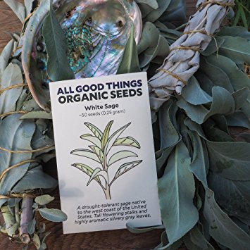 All Good Things Organic Seeds White Sage Seeds (~50): Certified Organic, Non-GMO, Heirloom, Open Pollinated Seeds from the United States