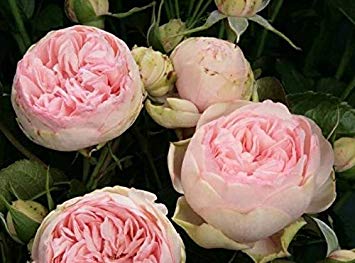 Ultrey Seed House - 10 Pieces Peony Flower Seeds Scented Shrubs Peony Seeds Spring Plants Perennial Hardy for Garden Balcony/Patio