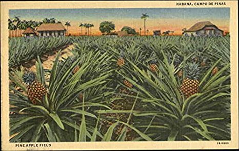 Pineapple Field Havana, Cuba Original Vintage Postcard
