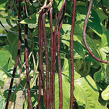 David's Garden Seeds Bean Pole Red Noodle SL2626 (Red) 50 Non-GMO, Open Pollinated Seeds