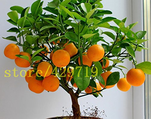 ! LOSS PROMOTION SALE! 20 pcs bonsai orange seeds NO-GMO mini bonsai tree Balcony Patio Potted Fruit Trees Kumquat Seeds Tangerine Citrus