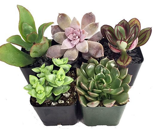 Instant Cactus/Succulent Collection - 5 Plants -Terrarium/Fairy Garden- 2" pots