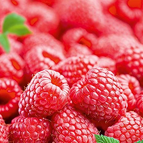 Raspberry Autumn 9cm Soft Fruit Plants Top Quality Lincolnshire Grown (5 Plants)