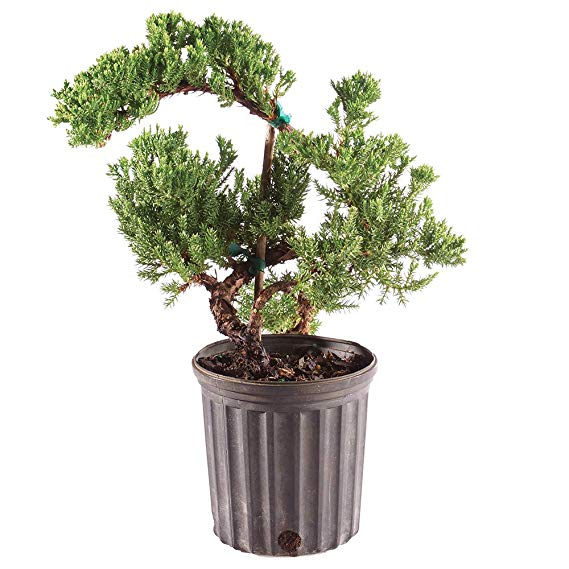 Brussel's Bonsai Live Green Mound Juniper Outdoor Bonsai Tree - 3 Years Old 4" to 6" Tall with Plastic Grower Pot, Small,