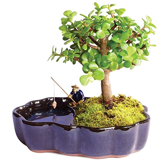 Brussel's Bonsai Live Dwarf Jade Indoor Bonsai Tree in Zen Reflections Pot - 3 Years Old; 8" to 10" Tall,
