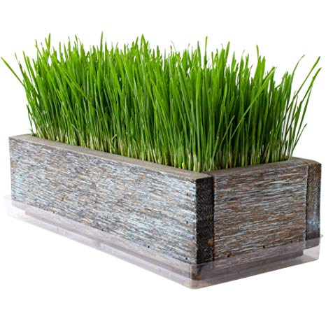 Reclaimed Barnwood Style Planter Wheatgrass Kit - Aged Brown - Grow Wheat Grass - for Pet/Dog/Cat Grass - Decorative & Ornamental - Juice - Organic Seeds