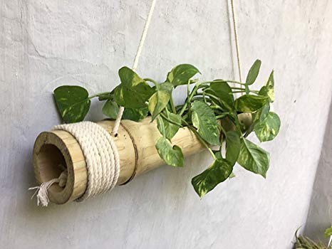 RARE PRODUCTS OOTY Hand Made Hanging Bamboo Pot with Adjustable Rope and Wood Polish Finished Surface with one Garden Disposable Gloves