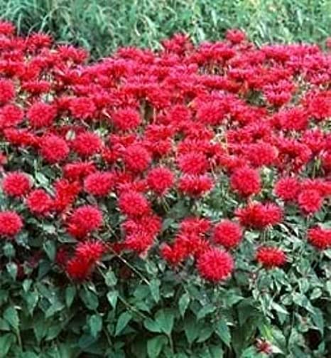Bee Balm Fireball Monarda Plants in Separate 4 inch containers- Daylily Nursery…one Plant per Pot, You Choose Amount! (2)