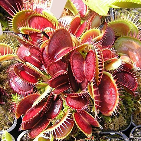 SHZONS 500pcs Venus Flytrap Red Dragon Dionaea Muscipula Seeds Nice Carnivorous, Perfect for Home Garden