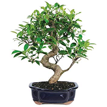 Brussel's Bonsai Live Golden Gate Ficus Indoor Bonsai Tree - 7 Years Old; 8" to 10" Tall with Decorative Container