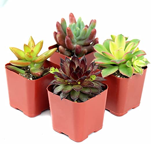Succulent Plants, Live Succulents - Hand Selected Random Variety Pack of Mini Succulents (4 Pack)