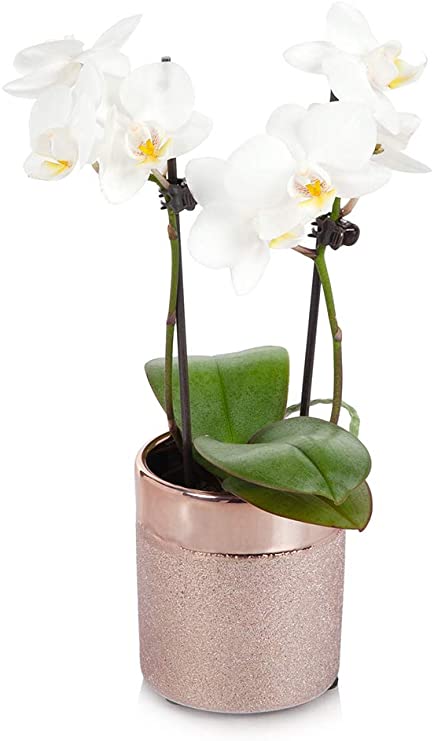 Just Add Ice White Mini Orchid in Rose Gold Pot - Live Indoor Plant