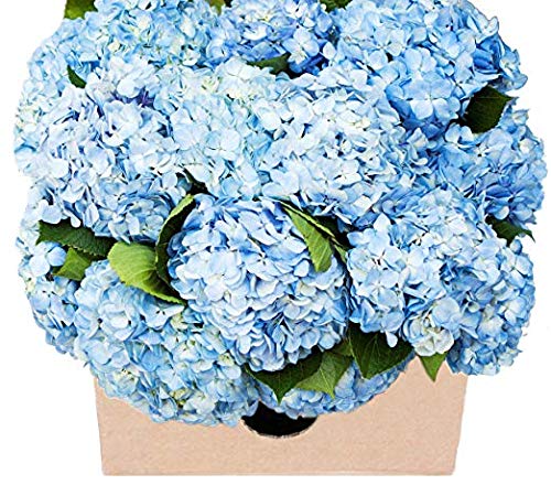 Blooms2Door Farm-Fresh Hydrangeas in Bulk: 15 Blue Hydrangeas (Naturally Colored, Premium Quality) - Farm Direct Wholesale Fresh Flowers