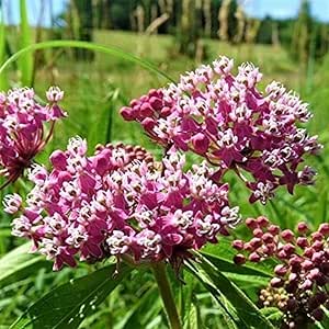 Pink Milkweed Live Plants - Pack of 2 - Swamp Milkweed Plant - Monarch Butterfly Attractant - Perennial Blooms - Ideal for Gardens and Pollinator Habitats - Asclepias incarnata