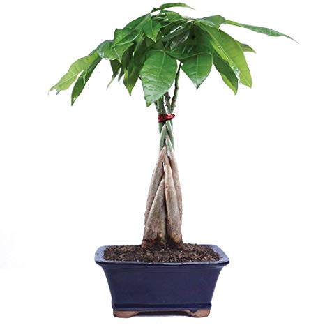 Brussel's Bonsai Live Money Indoor Bonsai Tree - 4 Years Old; 10" to 14" Tall with Decorative Container