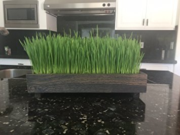 Complete Organic Wheatgrass kit with Cedar Planter, Organic Soil, Seeds and Instructions (Wicker Brown)