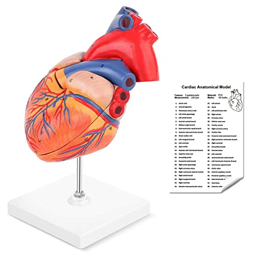 LYOU Human Heart Model, 2-Part Life Size Anatomically Accurate Numbered Heart Medical Model Shows 48 Anatomical Internal Structures, Held Together with Magnets on Base