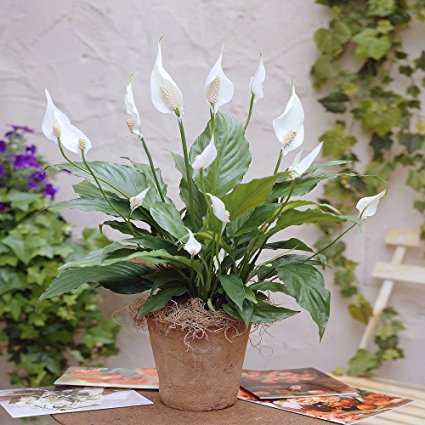 Spathiphyllum Chopin Peace Lily - 1 plant