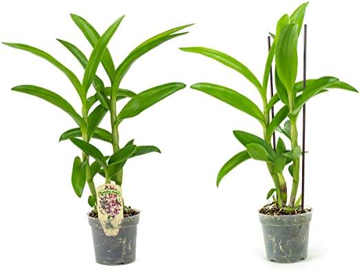 2 Live Orchid Plants | Dendrobium Orchids | Real Houseplants in Potting Soil Mix with Orchid Pots | Flowering Plants | Decorative Flowers Orchid Mix | by Aquatic Arts