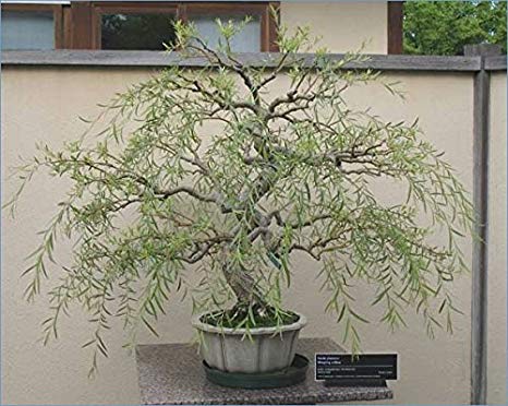 Bonsai Dragon Willow Tree - Large Thick Trunk - Fast Growing Indoor/Outdoor Bonsai Tree Cutting - Ships Bare Root