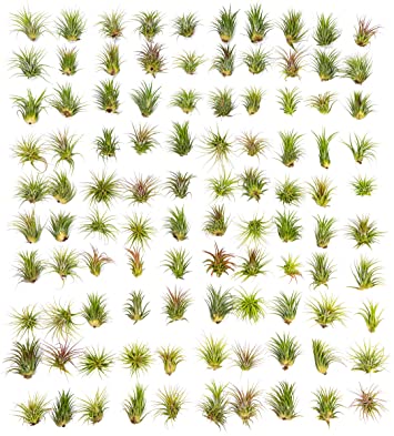 100 Large Ionantha Tillandsia Air Plant Pack | Each 2 to 3.5 Inches Long | Live Tropical House Plants for Home Decor | Indoor Terrarium Air Plants | Tillandsia Ionantha Airplants by Plants for Pets