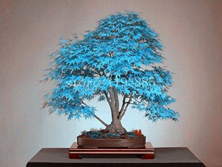 20 bonsai blue maple tree seeds Bonsai tree seeds. rare sky blue japanese maple seeds Balcony plants for home garden