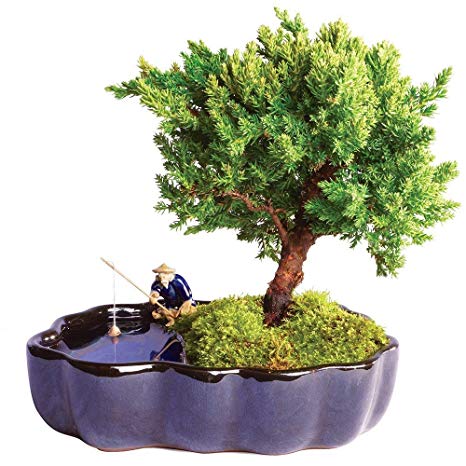 Brussel's Bonsai Live Green Mound Juniper Outdoor Bonsai Tree in Zen Reflections Pot - 3 Years Old; 6" to 8" Tall - Not Sold in California
