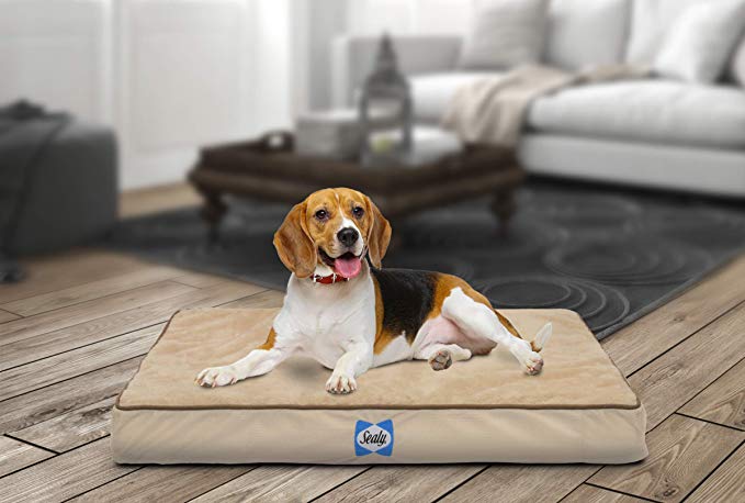 Sealy Ultra Plush Dog Bed - Orthopedic Foam pet Bed with Machine Washable Plush Cover