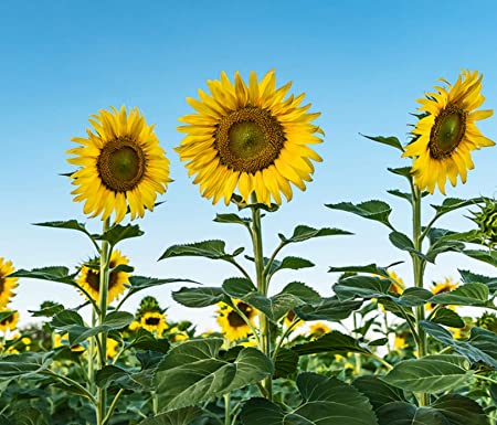 Skyscraper Sunflower Seeds for Planting | 20 Seeds | Rare, Exotic Garden Seeds | Huge 15-20 feet Tall with Giant Sunflowers