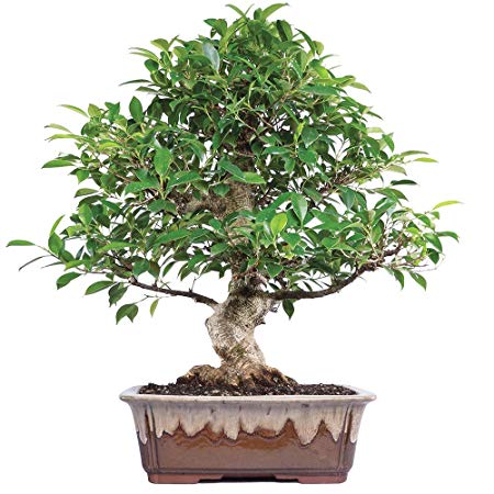 Brussel's Live Golden Gate Ficus Indoor Bonsai Tree - 15 Years Old; 18" to 22" Tall with Decorative Container