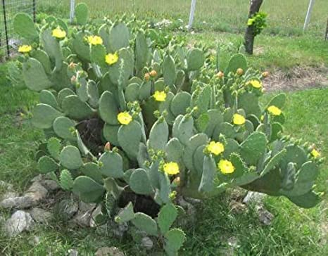 WINTER HARDY! SPINELESS OPUNTIA CACANAPA PRICKLY PEAR Cactus - 4 Cuttings (Pads)
