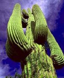 Giant Saguaro Cactus 20 Seeds - Carnegea gigantea -HUGE