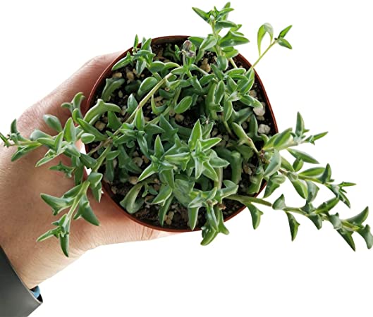 String of Dolphins 4 inch | Healthy Succulent String Live Easy Care Indoor House Plant, Fully Rooted in 2/4/6 inch Sizes