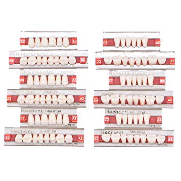 Wecando 84 Pcs Dental Synthetic Resin Tooth Denture 3 Sets False Teeth for Halloween Horror Teeth 23 A2