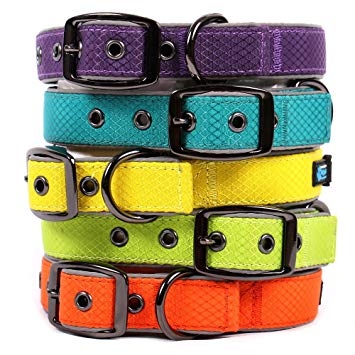 Max and Neo Glacier Reflective Neoprene Metal Buckle Dog Collar - We Donate a Collar to a Dog Rescue for Every Collar Sold