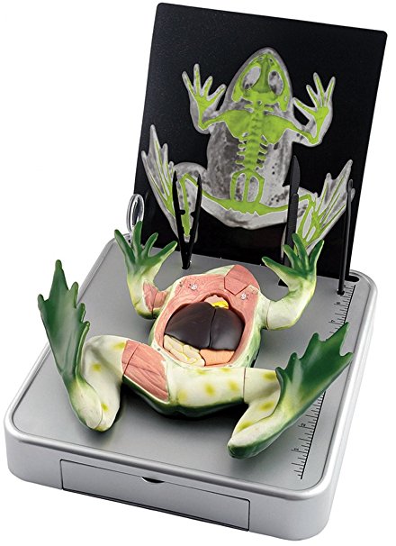 Elenco Simulated Frog Dissection Kit