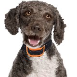 Our K9 Orange Bark Collar Uses Sound and Effective Vibration for Correction Great bark collar small dog or medium dog If you want a dog barking collar for a small - medium sized dog then this is it With Our K9 extensive range we have your next dog bark collar