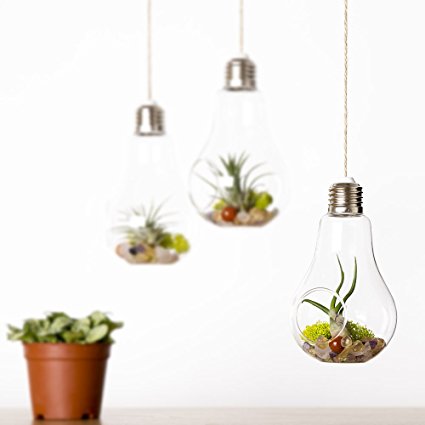 Mkono 3 Pack Light Bulb Hanging Plant Terrarium Glass Vase for succulent & air plant