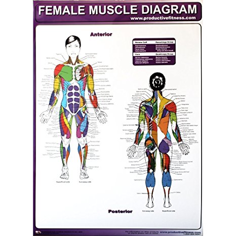 Productive Fitness Poster Series Female Muscle Diagrams (Laminated)
