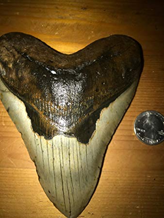 Huge 5 Inch Genuine Fossil Megalodon Shark Tooth!