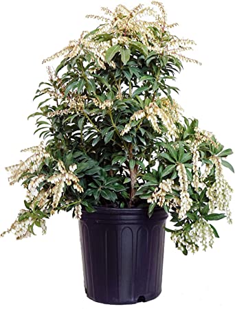 Pieris jap. 'Mountain Fire' (Mountain Fire Andromeda) Evergreen, #2 - Size Container