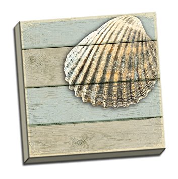 Cardita Seahell 12"X12" Wall Decoration Coastal Shell Art Image Printed on Canvas Stretched Over A Wood Frame