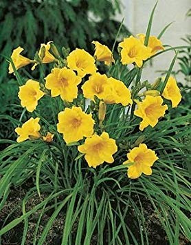 25 Bareroot Hemerocallis Stella D'oros Daylilies-2-3 Fan Tennessee Grown