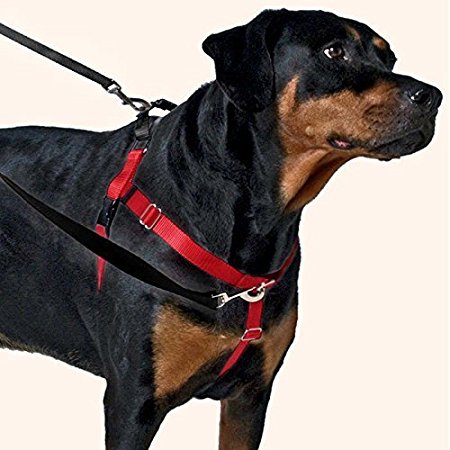 2 Hounds Design Wiggles Wags & Whiskers Freedom No-Pull Harness Training Package