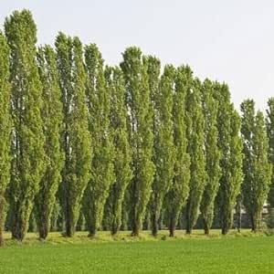 Lombardy Poplar Trees for Planting - Great for Privacy, Wind Block, Fast Growing Trees (25 Trees)