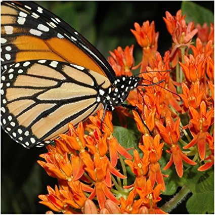 Package of 100 Seeds, Butterfly Milkweed / Monarch Flower (Asclepias tuberosa) Open Pollinated Seeds by Seed Needs USA
