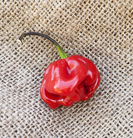 Red Savina Habanero Heirloom Pepper Premium Seed Packet   More