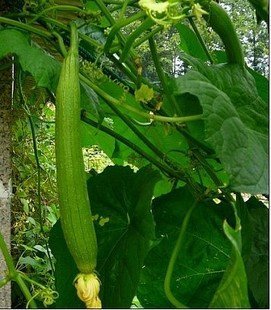 SD0014 BIG Luffa / Loofah Vegetable Seeds, Plant Matures Quickly (15 Seeds)